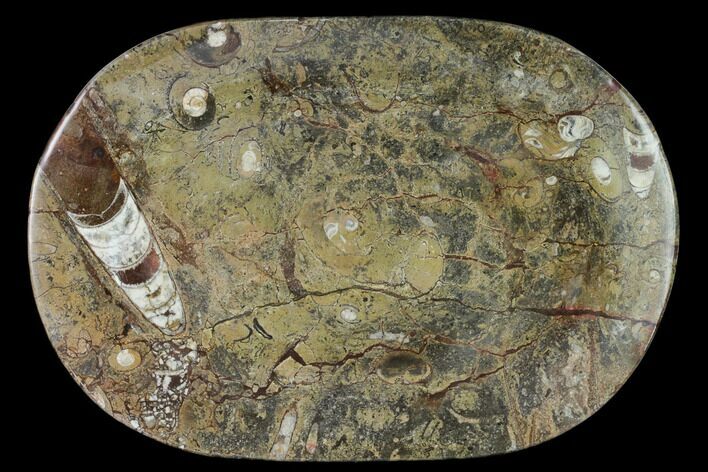 Fossil Orthoceras & Goniatite Oval Plate - Stoneware #140224